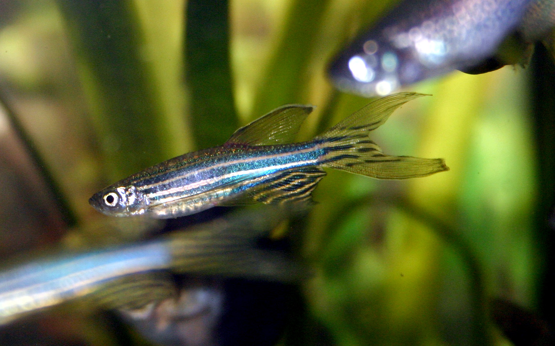 Zebra danio swimming in profile